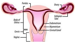 Gynaecology